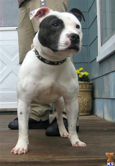 Stud Dogs in MA