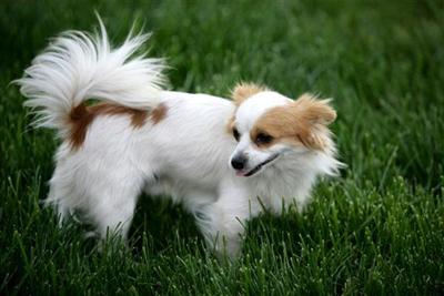 Stud Dogs in OR