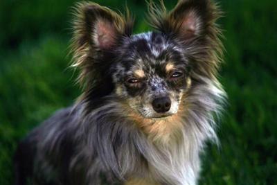 Stud Dogs in OR