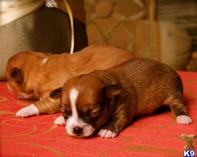 Puppies for Sale