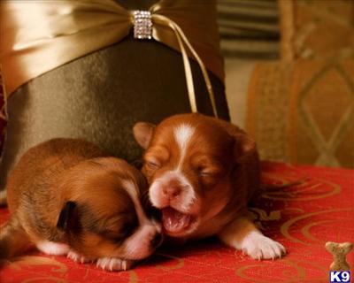 Puppies for Sale