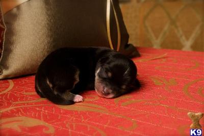 Puppies for Sale