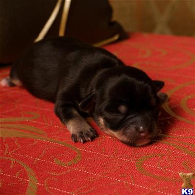 Puppies for Sale