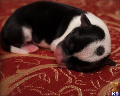 Puppies for Sale