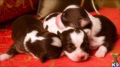 Puppies for Sale