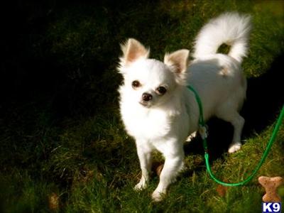 Stud Dogs in OR