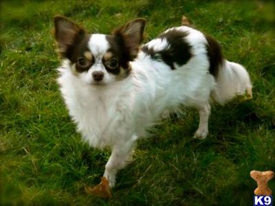 Stud Dogs in OR