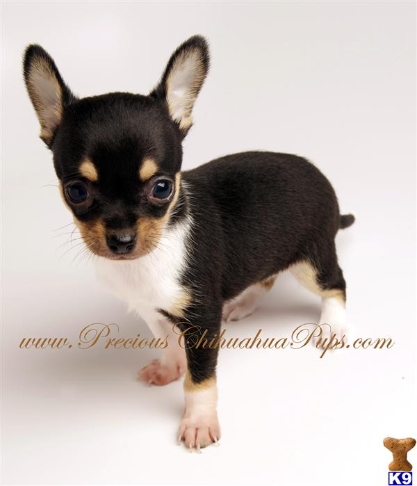 long haired chihuahua puppies for sale in nc. Chihuahua Puppies