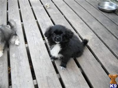Tibetan Spaniel Puppies for Sale