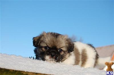 Tibetan Spaniel Puppies for Sale