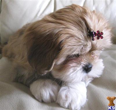 Lhasa Apso Puppies for Sale