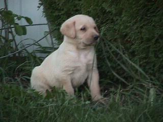 Stud Dogs in IL