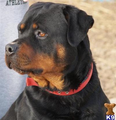 Stud Dogs in IL
