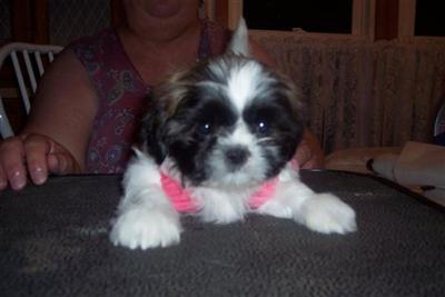 Puppies in DE