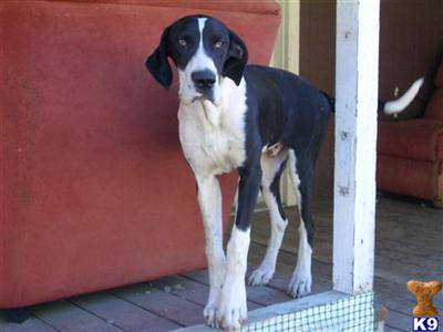 Dogs for Sale in CA