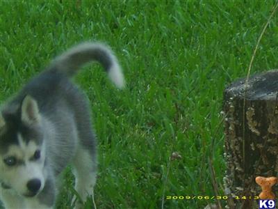 Siberian Husky Puppies for Sale