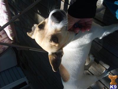 Stud Dogs - Jack Russell Terrier