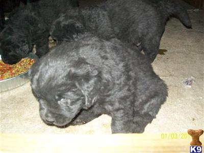Puppies in ME