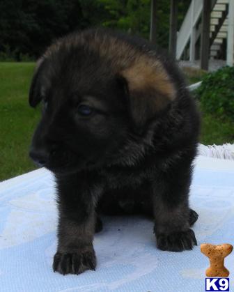 Puppies in MI