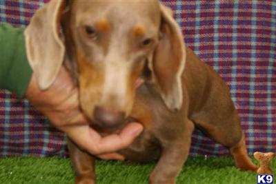 Dogs - Dachshund