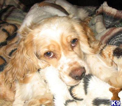 American Cocker Spaniel Puppies for Sale