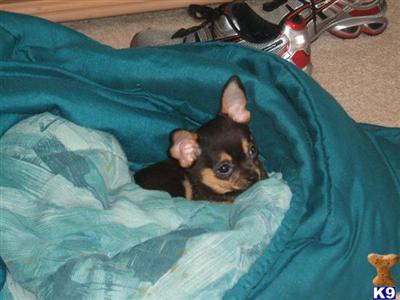 Stud Dogs - Chihuahua