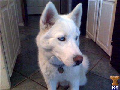 Stud Dogs - Siberian Husky