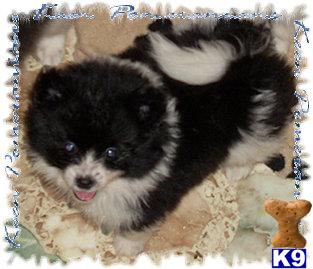 Puppies in MS