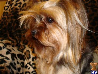 Stud Dogs - Yorkshire Terrier