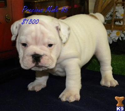 English Bulldog Puppies for Sale