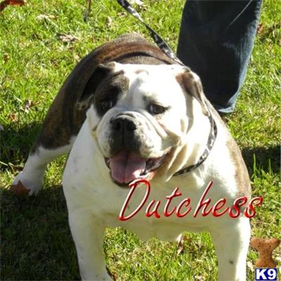 Dogs for Sale