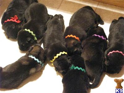 Puppies in NH