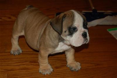 English Bulldog Puppies for Sale