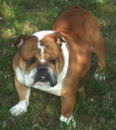 Stud Dogs - English Bulldog