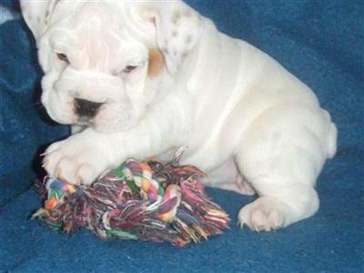 English Bulldog Puppies for Sale