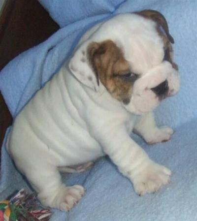 English Bulldog Puppies for Sale