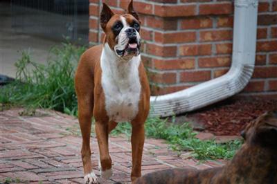 Stud Dogs - Boxer