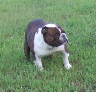 Stud Dogs in FL