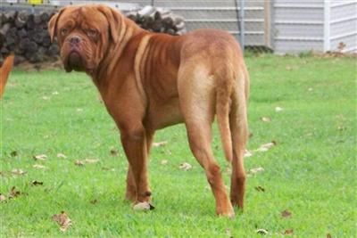 Stud Dogs in FL