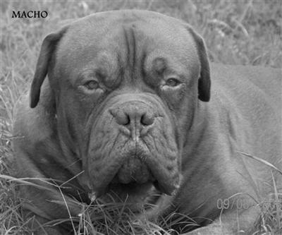Stud Dogs in FL