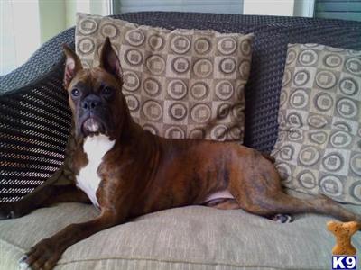 Stud Dogs - Boxer