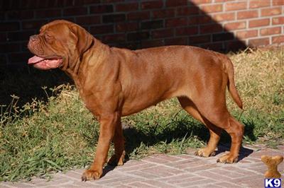 Dogs for Sale in FL