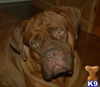 Dogs for Sale