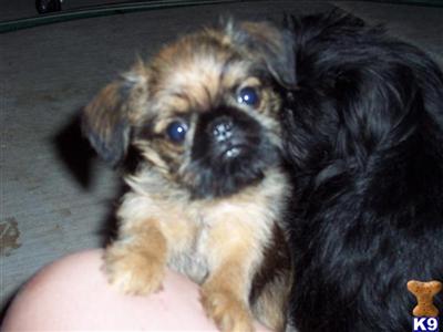 Brussels Griffon Puppies for Sale