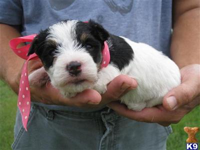Puppies in Andalusia