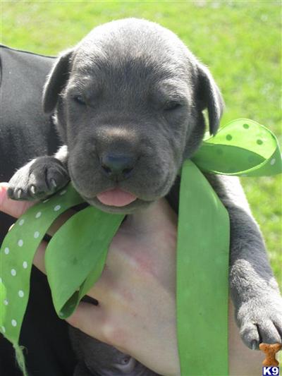 Puppies in Andalusia
