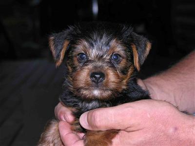 Puppies in KS
