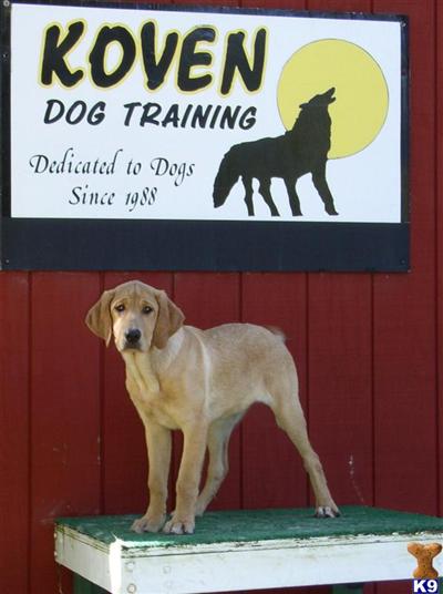 Labrador Retriever Puppies for Sale