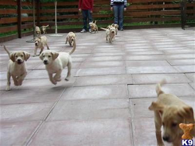 Labrador Retriever Puppies for Sale
