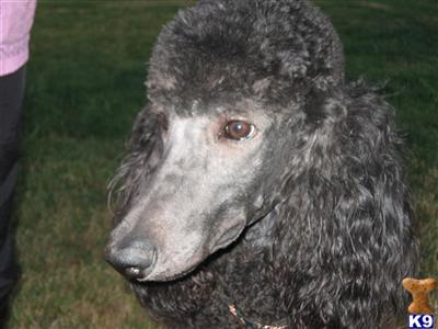 Dogs for Sale in OR